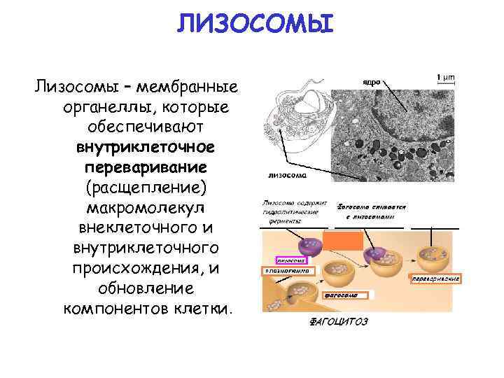 Роль лизосом. Размеры лизосом. Строение структура лизосомы. Лизосома функции органоида. Мембранные органеллы клетки (лизосомы, строение и функции).
