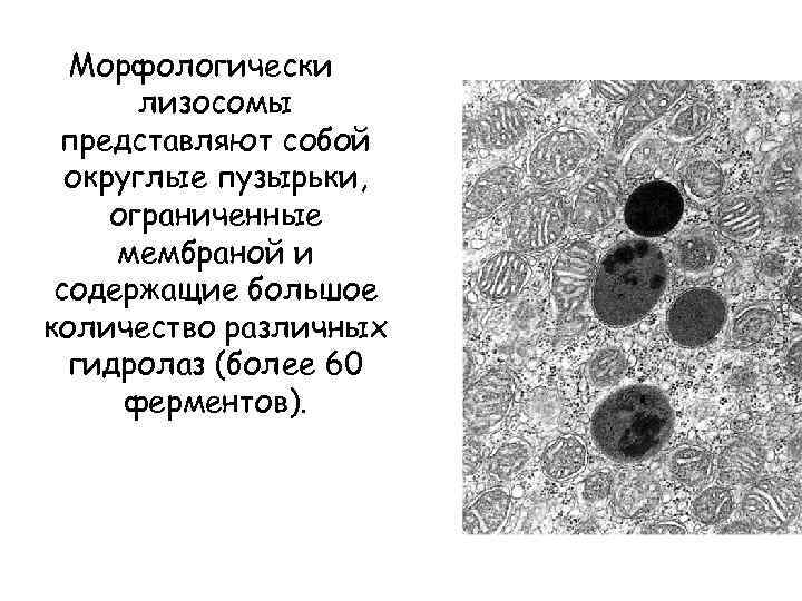 Морфологически лизосомы представляют собой округлые пузырьки, ограниченные мембраной и содержащие большое количество различных гидролаз