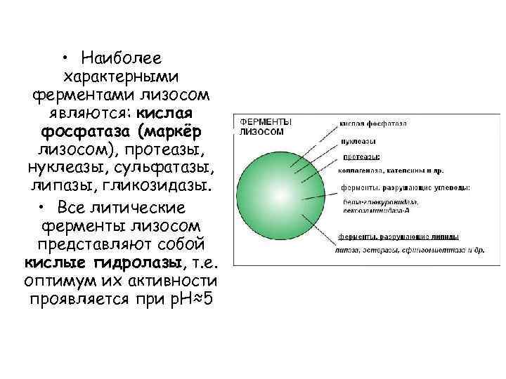  • Наиболее характерными ферментами лизосом являются: кислая фосфатаза (маркёр лизосом), протеазы, нуклеазы, сульфатазы,