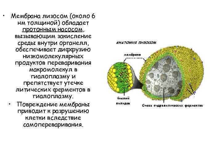 Лизосома мембрана. Строение мембраны лизосомы. Мембрана лизосом функции. Мембрана лизосом функции мембраны. Лизосомы строение мембранный.