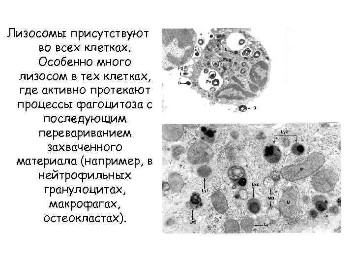 Фагоцитоз лизосома. Макрофаги со светлой цитоплазмой. Лизосомы макрофагов. Лизосомы гистология. Лизосомы фагоцитирующих клеток..