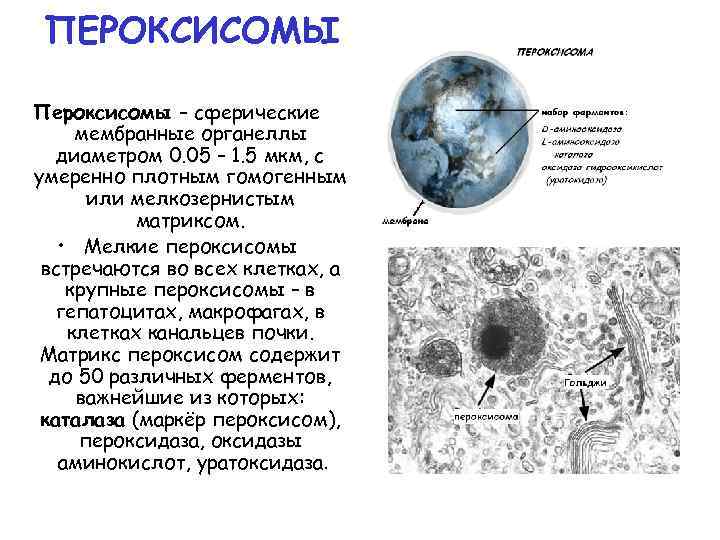 ПЕРОКСИСОМЫ Пероксисомы – сферические мембранные органеллы диаметром 0. 05 – 1. 5 мкм, с