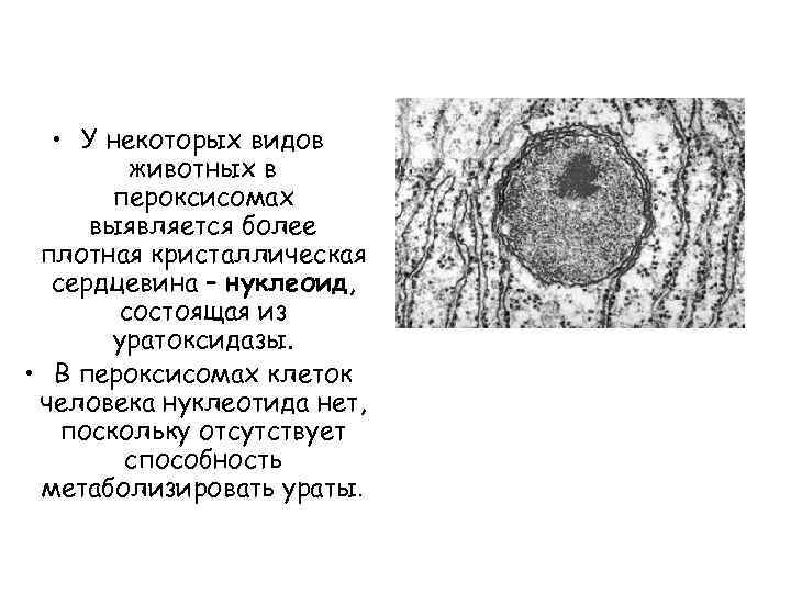  • У некоторых видов животных в пероксисомах выявляется более плотная кристаллическая сердцевина –
