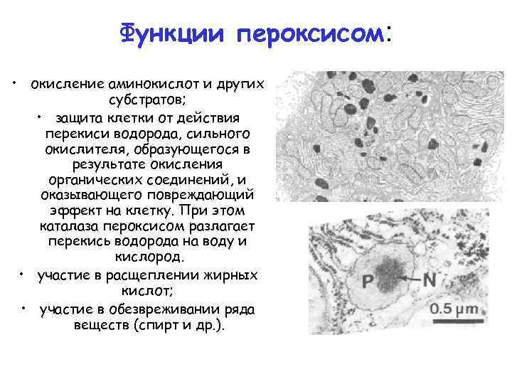 Функции пероксисом: • окисление аминокислот и других субстратов; • защита клетки от действия перекиси