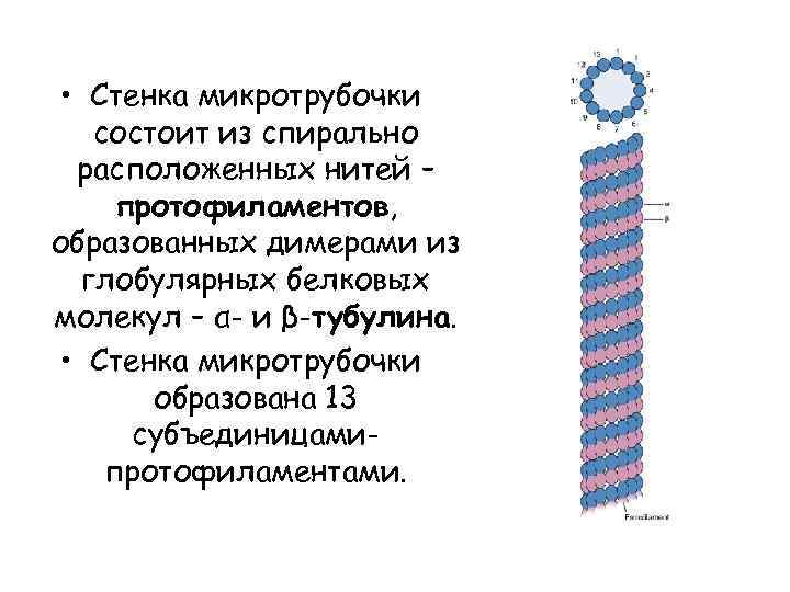  • Стенка микротрубочки состоит из спирально расположенных нитей – протофиламентов, образованных димерами из