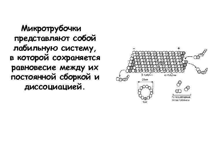 Микротрубочки представляют собой лабильную систему, в которой сохраняется равновесие между их постоянной сборкой и