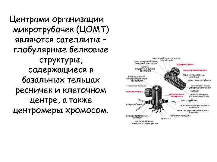 Центрами организации микротрубочек (ЦОМТ) являются сателлиты – глобулярные белковые структуры, содержащиеся в базальных тельцах