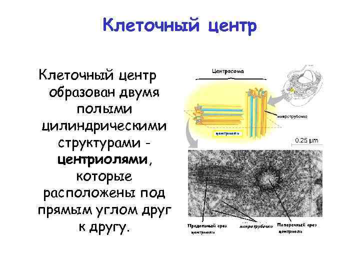 Клеточный центр образован двумя полыми цилиндрическими структурами центриолями, которые расположены под прямым углом друг