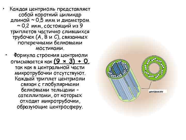 Центриоль и вакуоль