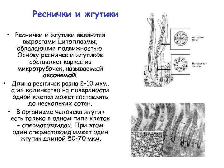 Реснички функции. Реснички жгутики микроворсинки клетки. Микроворсинки реснички жгутики функции. Жгутики, микроворсинки, реснички цитология. Функции микроворсинок.