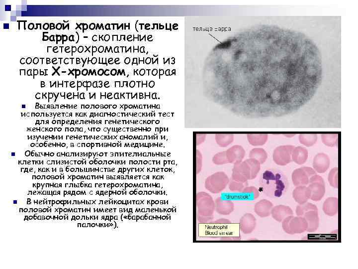 n Половой хроматин (тельце Барра) – скопление гетерохроматина, соответствующее одной из пары Х-хромосом, которая