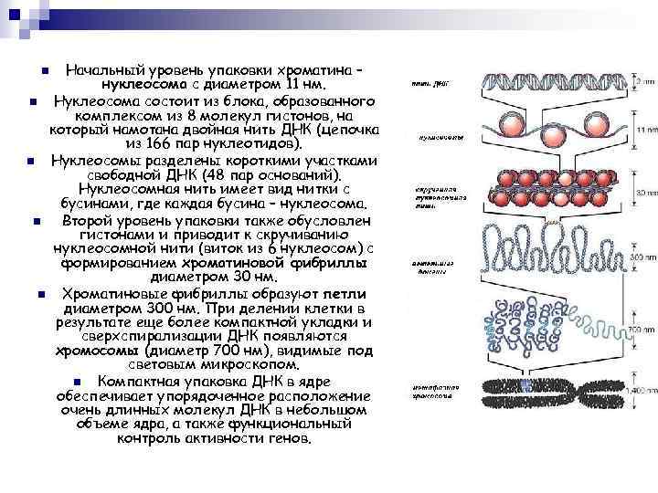 Начальный уровень упаковки хроматина – нуклеосома с диаметром 11 нм. n Нуклеосома состоит из