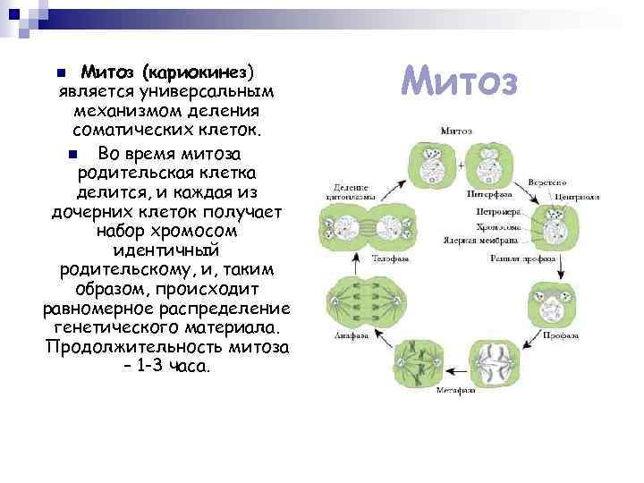 Митоз (кариокинез) является универсальным механизмом деления соматических клеток. n Во время митоза родительская клетка