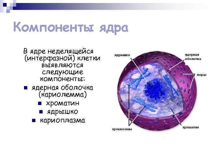 Компоненты ядра В ядре неделящейся (интерфазной) клетки выявляются следующие компоненты: n ядерная оболочка (кариолемма)