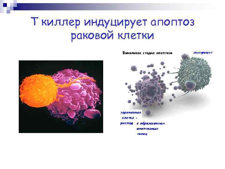Т киллер индуцирует апоптоз раковой клетки 