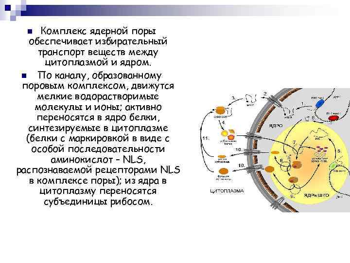 Комплекс ядерной поры обеспечивает избирательный транспорт веществ между цитоплазмой и ядром. n По каналу,