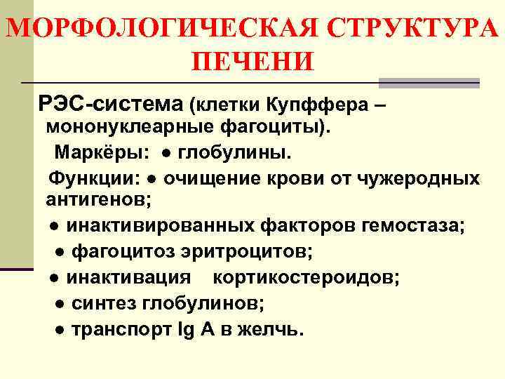 МОРФОЛОГИЧЕСКАЯ СТРУКТУРА ПЕЧЕНИ РЭС-система (клетки Купффера – мононуклеарные фагоциты). Маркёры: ● глобулины. Функции: ●