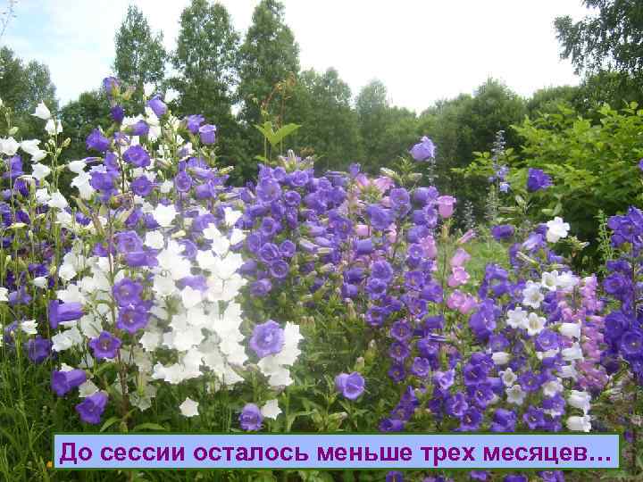 До сессии осталось меньше трех месяцев… 