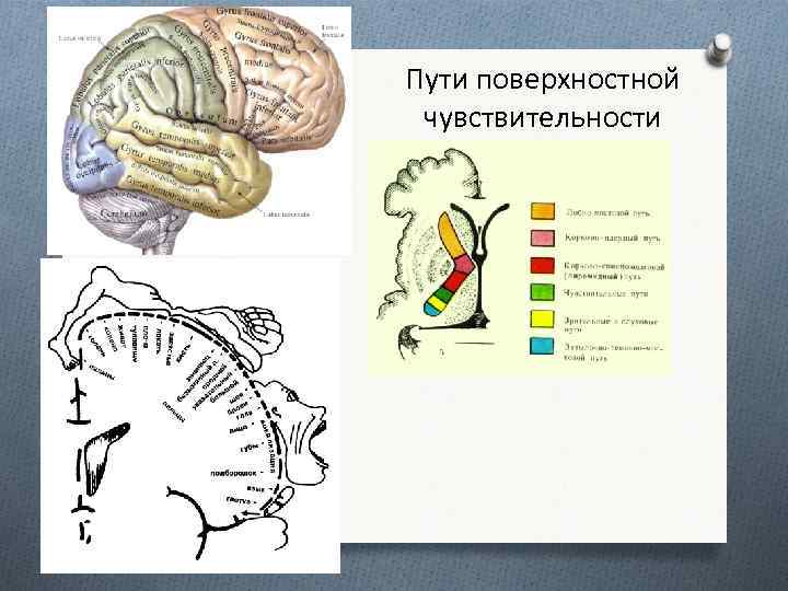 Поверхностная чувствительность схема