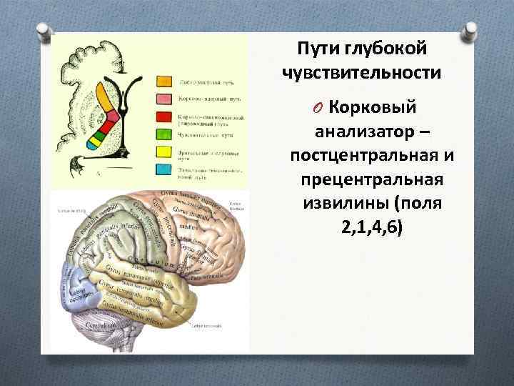 Постцентральная извилина