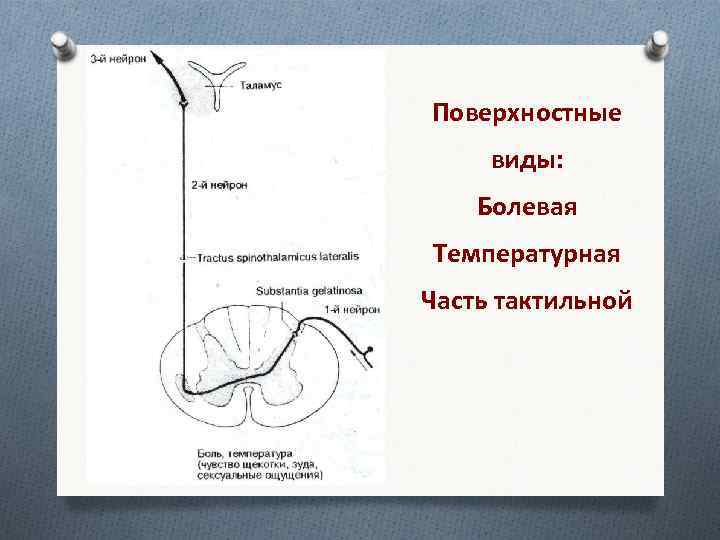 Поверхностные виды: Болевая Температурная Часть тактильной 