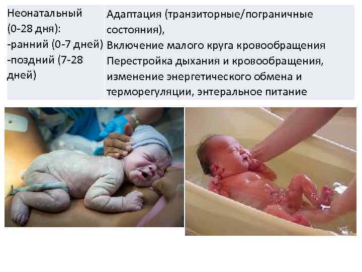 Неонатальный Адаптация (транзиторные/пограничные (0 -28 дня): состояния), -ранний (0 -7 дней) Включение малого круга
