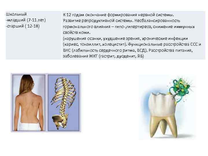 Школьный -младший (7 -11 лет) -старший ( 12 -18) К 12 годам окончание формирования