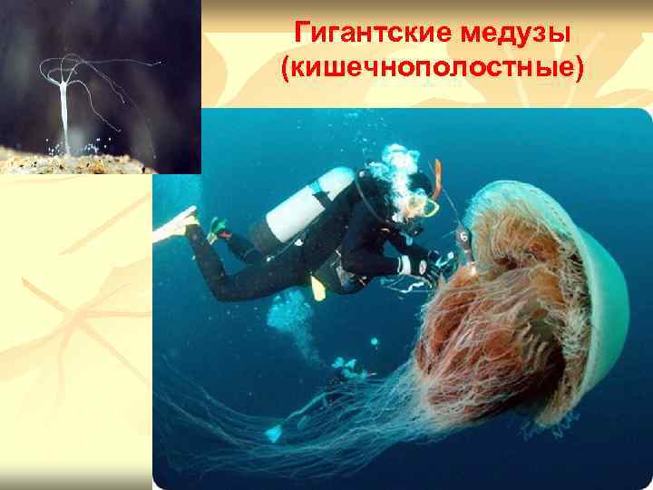 Гигантские медузы (кишечнополостные) 