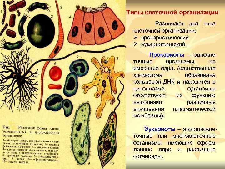 Какова роль клеток в жизни многоклеточных. Типы клеток. Виды организации клеток. Типы клеточной организации. Типа клеточкам.