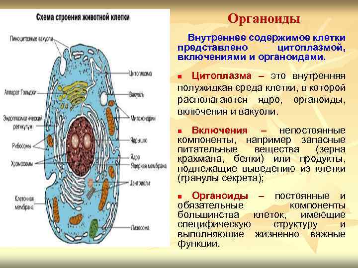 Под какой цифрой на рисунке изображен органоид содержащий клеточный сок ответ 5 класс