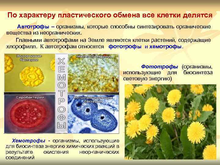 Какие организмы можно. Организмы относящиеся к автотрофам. Организмы которые относятся к автотрофам. Автотрофы способны синтезировать. Клетки автотрофы.