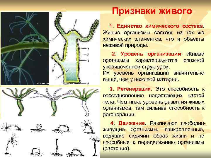 Признаки живого 1. Единство химического состава. Живые организмы состоят из тех же химических элементов,