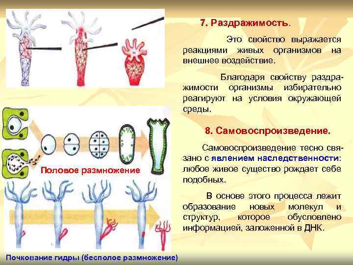  7. Раздражимость. Это свойство выражается реакциями живых организмов на внешнее воздействие. Благодаря свойству