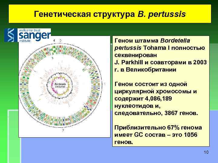 Генетическая структура B. pertussis Геном штамма Bordetella pertussis Tohama I полностью секвенирован J. Parkhill