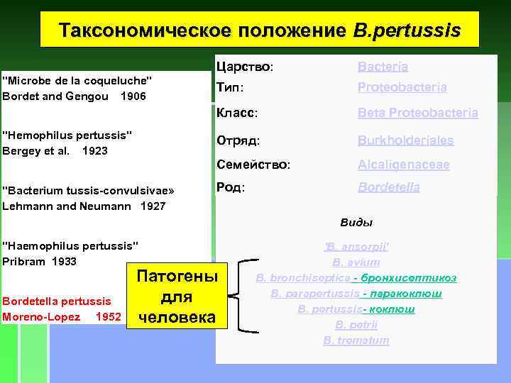 Таксономическое положение B. pertussis Царство: Bacteria Тип: Proteobacteria Класс: Beta Proteobacteria "Hemophilus pertussis" Bergey