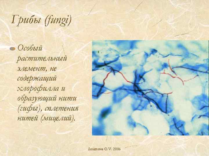 Грибы (fungi) Особый растительный элемент, не содержащий хлорофилла и образующий нити (гифы), сплетения нитей