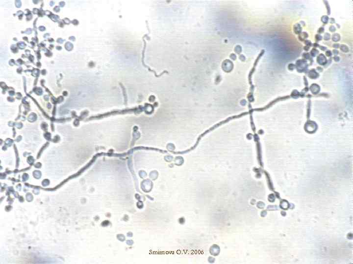 Smirnova O. V. 2006 