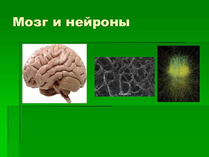 Мозг и нейроны 