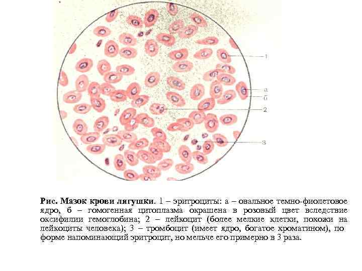 Мазок крови лягушки рисунок