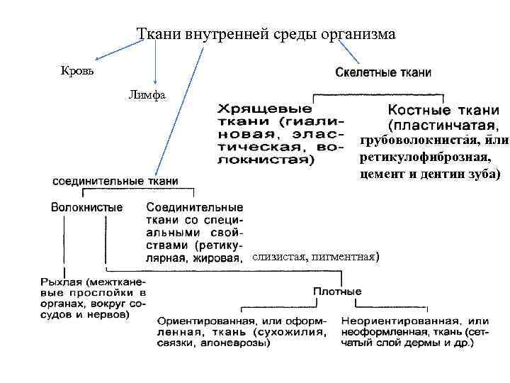 Ткани внутренней среды организма Кровь Лимфа грубоволокнистая, или ретикулофиброзная, цемент и дентин зуба) слизистая,