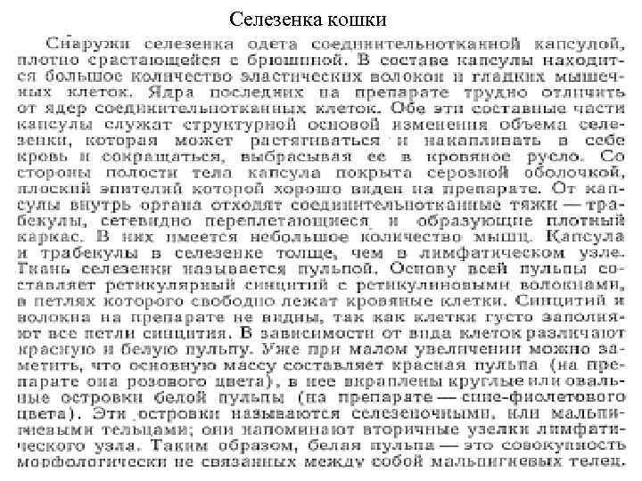 Селезенка кошки 