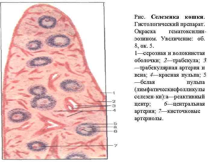 Какой цифрой на рисунке обозначен тимус