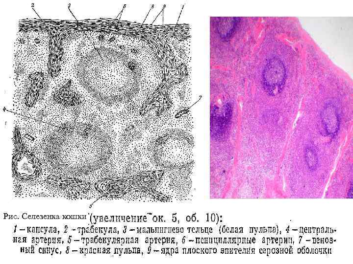 Рис. Селезенка кошки 