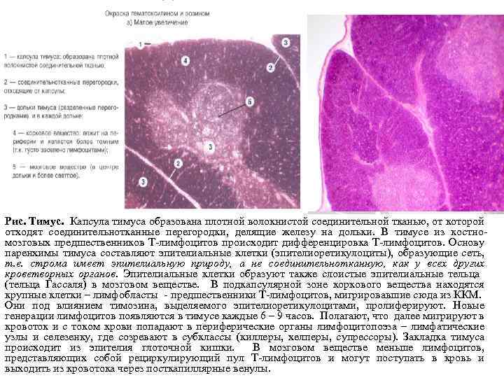 Тимус источник развития общий план строения функция