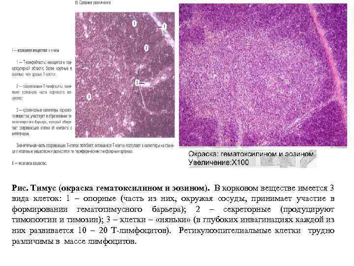 Препарат тимус гистология рисунок с подписями