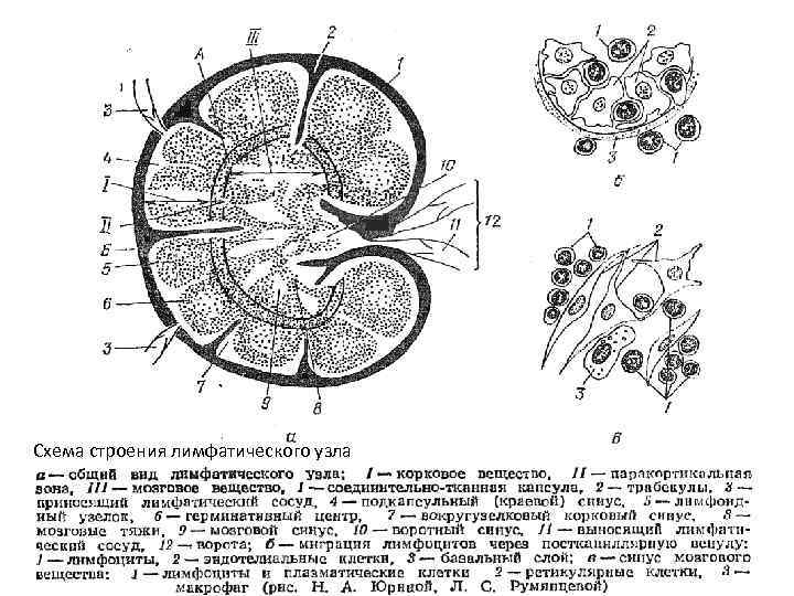 Схема строения лимфатического узла