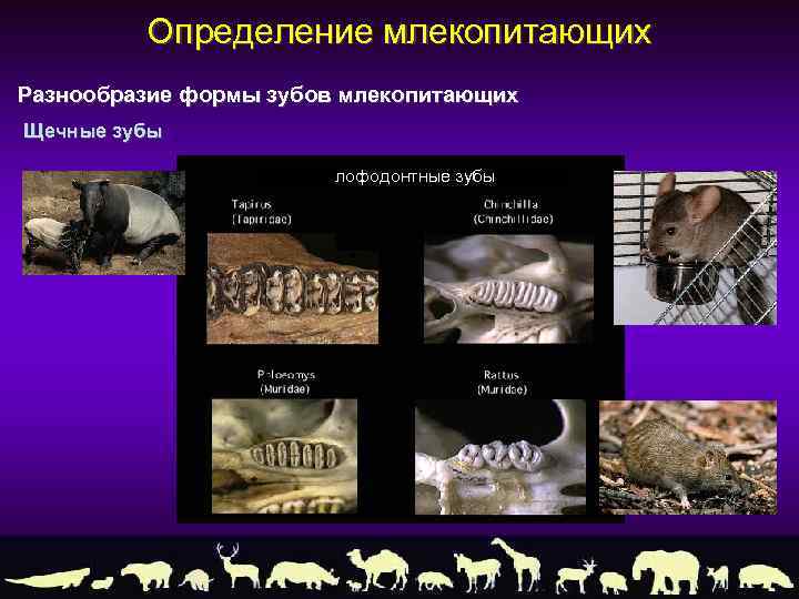 Определение млекопитающих Разнообразие формы зубов млекопитающих Щечные зубы лофодонтные зубы 
