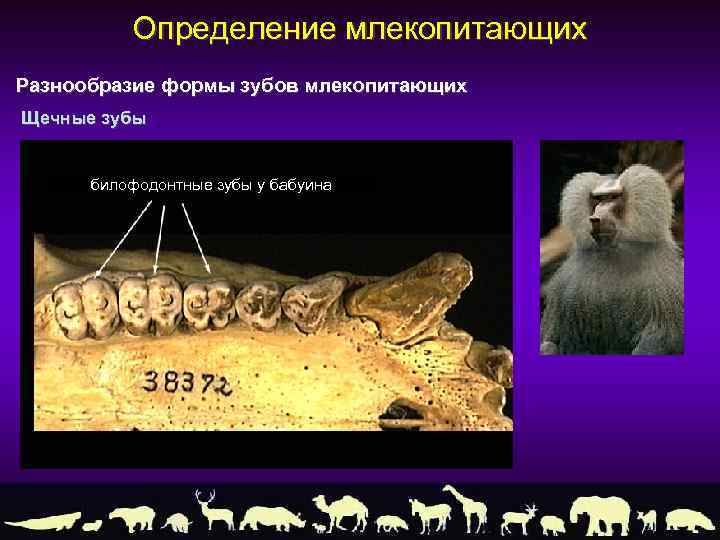 Определение млекопитающих Разнообразие формы зубов млекопитающих Щечные зубы билофодонтные зубы у бабуина 