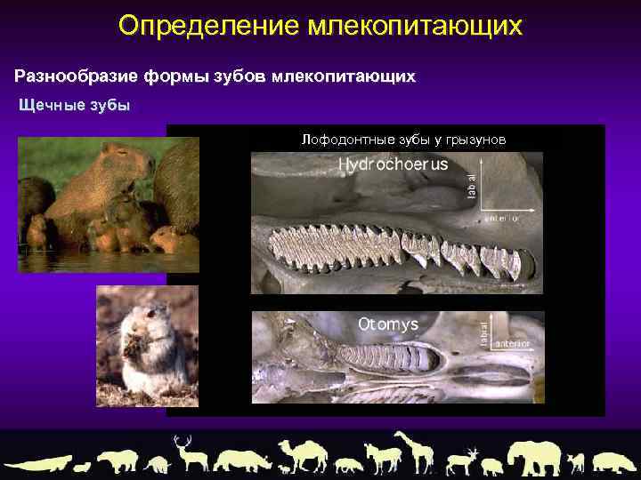 Определение млекопитающих Разнообразие формы зубов млекопитающих Щечные зубы Лофодонтные зубы у грызунов 