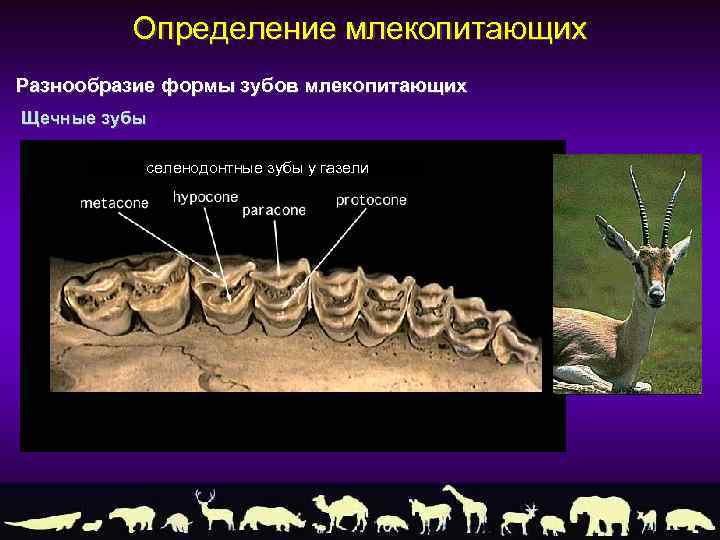 Практическая работа исследование зубной системы млекопитающих